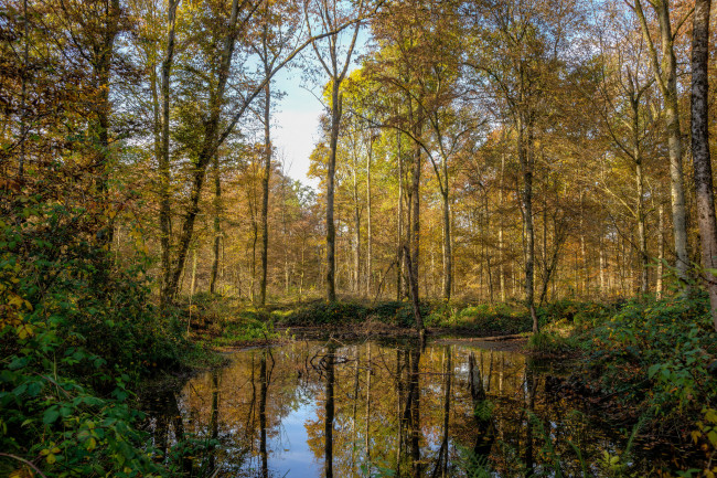 Обои картинки фото природа, реки, озера, река, лес