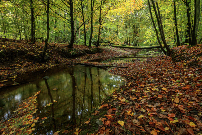 Обои картинки фото природа, реки, озера, река, лес