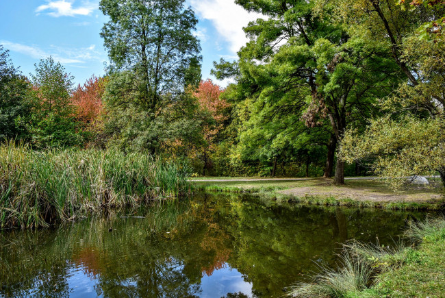 Обои картинки фото природа, реки, озера, река, лес