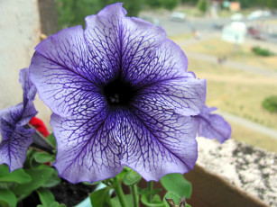 Картинка цветы петунии +калибрахоа макро