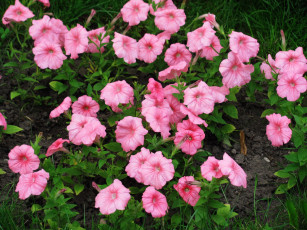 Картинка цветы петунии +калибрахоа розовый