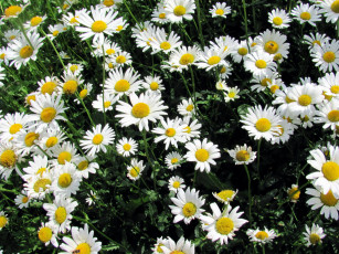 Картинка цветы ромашки белый