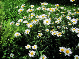 Картинка цветы ромашки белый