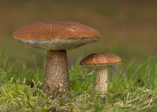 Картинка природа грибы лес