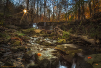 Картинка природа лес простор