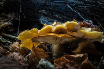 Картинка природа грибы лес