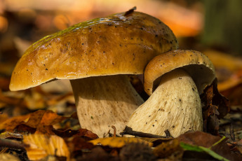 Картинка природа грибы лес