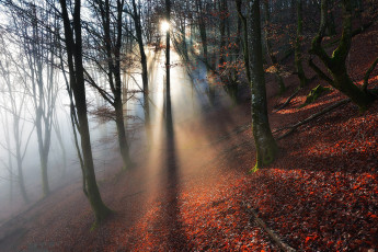 Картинка природа лес простор