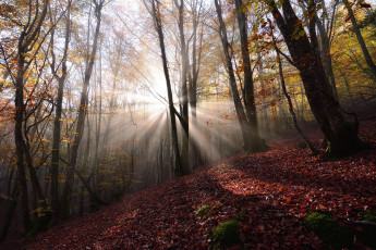 Картинка природа лес простор