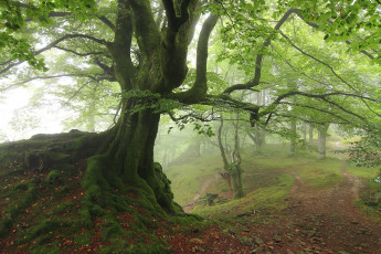 Картинка природа лес простор