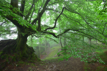 Картинка природа лес простор