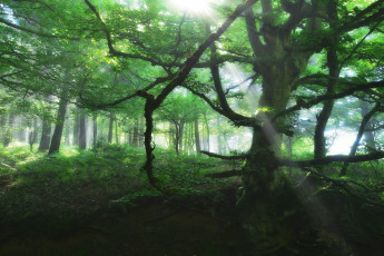 Картинка природа лес простор