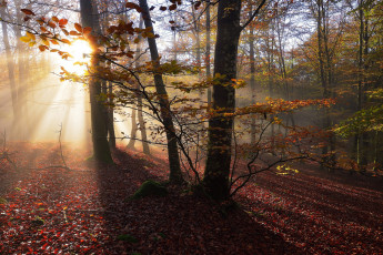 Картинка природа лес простор