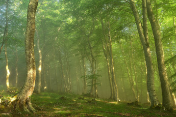 Картинка природа лес простор