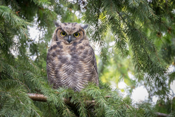 Картинка животные совы ель птица природа сова