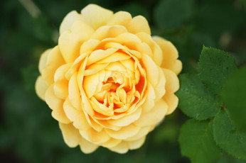 Картинка цветы розы листья лепестки бутон роза blossoms leaves petals bud rose цветение