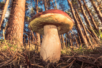 Картинка природа грибы лес