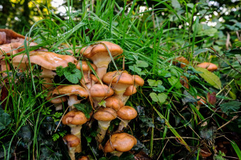 Картинка природа грибы лес