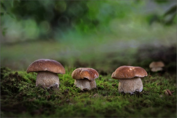 Картинка природа грибы лес