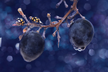 Картинка животные божьи+коровки жуки божья коровка лёд капли виноград макро ветка