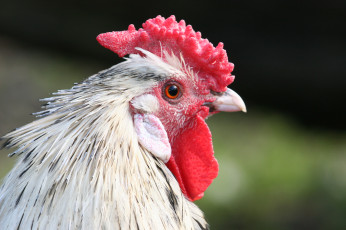 Картинка животные куры +петухи петух