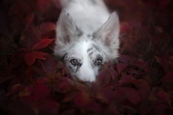 Картинка животные собаки взгляд собака