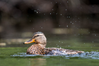 Картинка животные утки утка