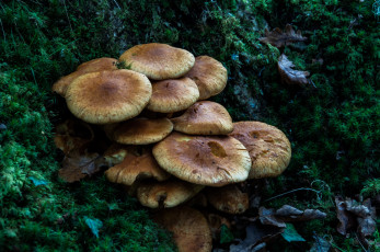 Картинка природа грибы лес