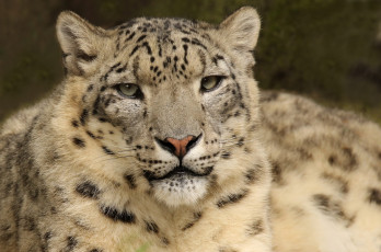 Картинка животные снежный+барс+ ирбис взгляд животное ибрис снежный барс