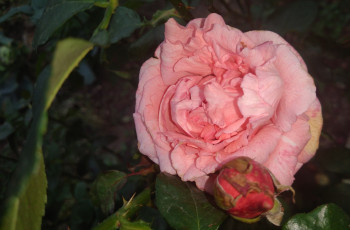 Картинка цветы розы роза