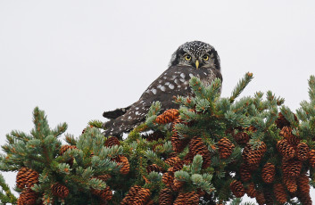 Картинка животные совы клюв ястребиная сова птица шишки
