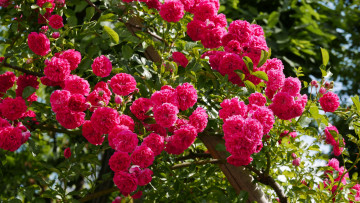 Картинка цветы розы petals bud rose цветение листья лепестки бутон роза blossoms leaves