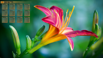 Картинка календари цветы 2018 бутон