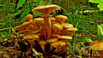 Картинка природа грибы лес