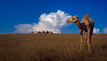 Картинка животные верблюды небо природа