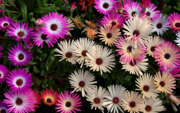 Картинка цветы аизовые много