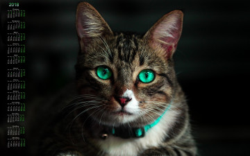 Картинка календари животные взгляд кошка 2018 черный фон