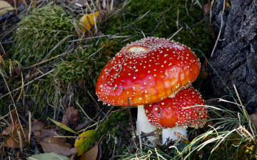 Картинка природа грибы +мухомор лес