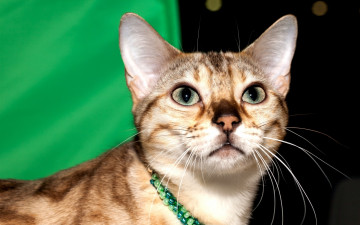 Картинка животные коты взгляд