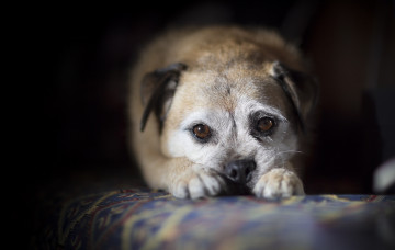 Картинка животные собаки взгляд друг собака