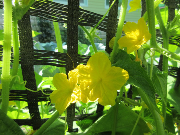 Обои картинки фото цветы, цветущие овощи,  ягоды, огурцы