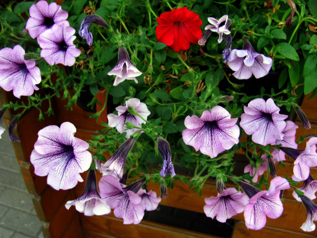 Обои картинки фото цветы, петунии,  калибрахоа, сурфиния