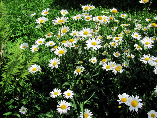 Обои картинки фото цветы, ромашки, белый