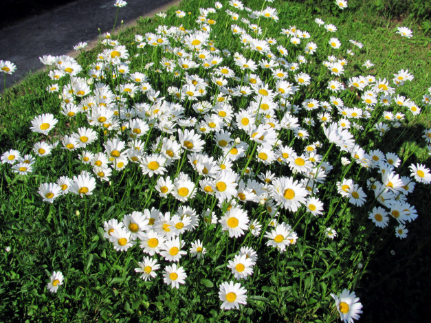 Обои картинки фото цветы, ромашки, белый