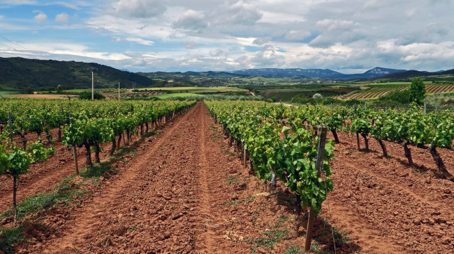 Обои картинки фото природа, поля, простор