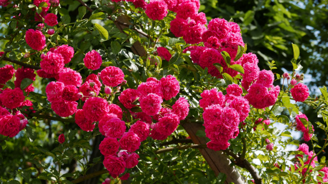 Обои картинки фото цветы, розы, petals, bud, rose, цветение, листья, лепестки, бутон, роза, blossoms, leaves