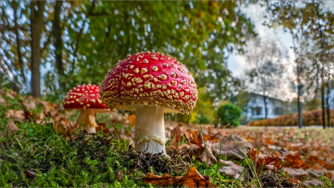 Обои картинки фото природа, грибы,  мухомор, леслес