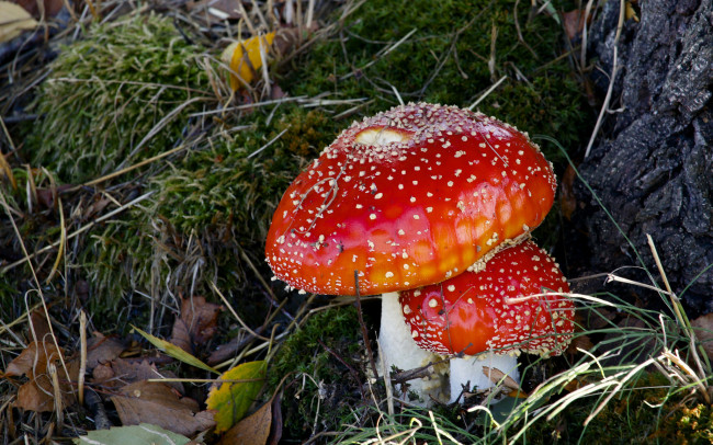Обои картинки фото природа, грибы,  мухомор, лес