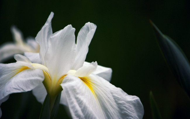 Обои картинки фото цветы, ирисы, ирис, макро, природа, лепестки