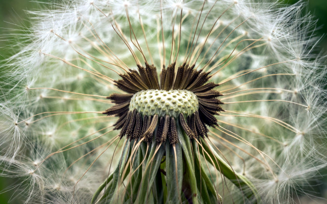 Обои картинки фото цветы, одуванчики, макро